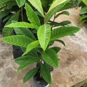 Golden Nugget Loquat Live Fruit Tree – 2-3ft Tall – Edible Fruit - Image 2
