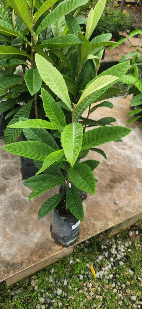 Golden Nugget Loquat Live Fruit Tree – 2-3ft Tall – Edible Fruit - Image 2