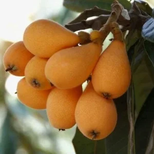 Golden Nugget Loquat Live Fruit Tree – 2-3ft Tall – Edible Fruit - Image 3
