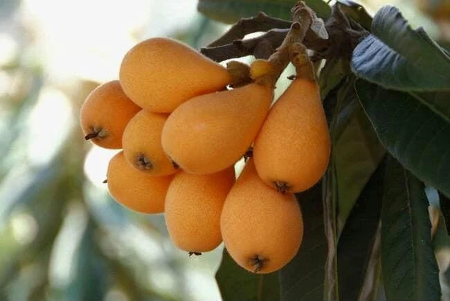 Golden Nugget Loquat Live Fruit Tree – 2-3ft Tall – Edible Fruit - Image 3