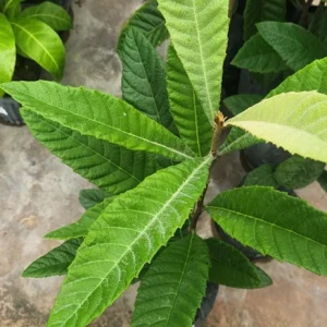 Golden Nugget Loquat Live Fruit Tree – 2-3ft Tall – Edible Fruit - Image 4