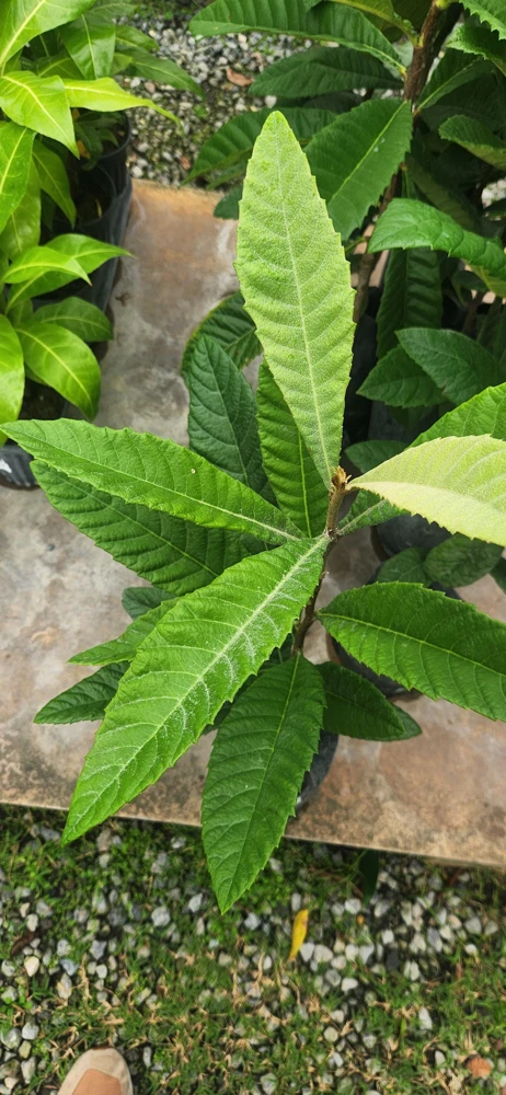 Golden Nugget Loquat Live Fruit Tree – 2-3ft Tall – Edible Fruit - Image 4
