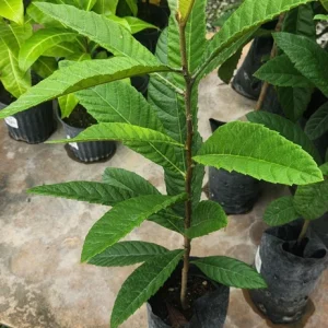 Golden Nugget Loquat Live Fruit Tree – 2-3ft Tall – Edible Fruit - Image 5