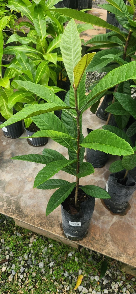 Golden Nugget Loquat Live Fruit Tree – 2-3ft Tall – Edible Fruit - Image 5
