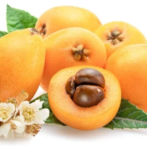 Golden Nugget Loquat Live Fruit Tree – 2-3ft Tall – Edible Fruit - Image 6