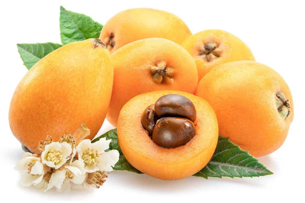 Golden Nugget Loquat Live Fruit Tree – 2-3ft Tall – Edible Fruit - Image 6