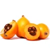 Golden Nugget Loquat Live Fruit Tree – 2-3ft Tall – Edible Fruit - Image 1
