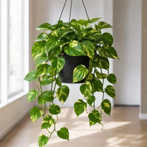 Golden Pothos Live Plant - Set of 2 Indoor Vining Houseplants, 5-8" Tall in 4" Pots - Image 3