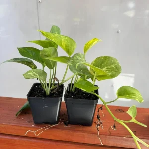 Golden Pothos Live Plant - Set of 2 Indoor Vining Houseplants, 5-8" Tall in 4" Pots - Image 4