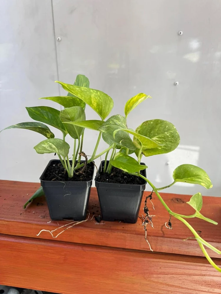 Golden Pothos Live Plant - Set of 2 Indoor Vining Houseplants, 5-8" Tall in 4" Pots - Image 4