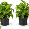 Golden Pothos Live Plant - Set of 2 Indoor Vining Houseplants, 5-8" Tall in 4" Pots - Image 1