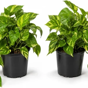 Golden Pothos Live Plant - Set of 2 Indoor Vining Houseplants, 5-8" Tall in 4" Pots - Image 1