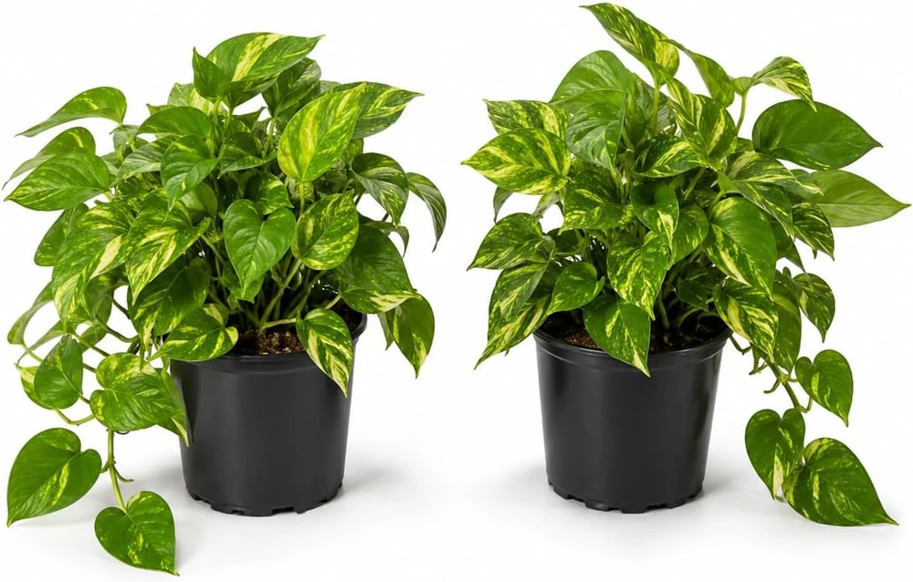 Golden Pothos Live Plant - Set of 2 Indoor Vining Houseplants, 5-8" Tall in 4" Pots - Image 1
