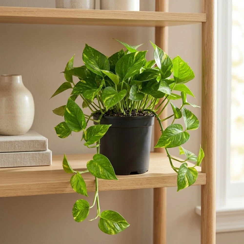 Golden Pothos Live Plant - Set of 2 Indoor Vining Houseplants, 5-8" Tall in 4" Pots - Image 5