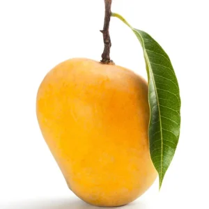Grafted Alphonso Mango Live Fruit Tree - 3-4 ft Tall - Outdoor Plant - Image 2