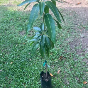Grafted Alphonso Mango Live Fruit Tree - 3-4 ft Tall - Outdoor Plant - Image 7