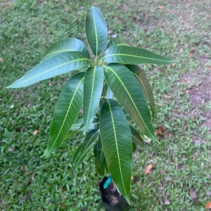 Grafted Alphonso Mango Live Fruit Tree - 3-4 ft Tall - Outdoor Plant - Image 8