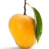 Grafted Alphonso Mango Seedling - Live Fruit Tree (2-3 ft) - Sweet & Juicy Fruit - Image 1