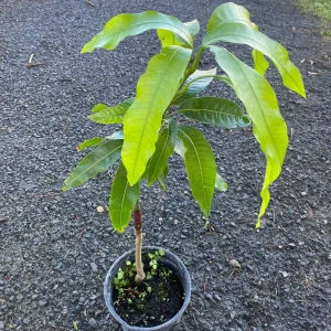 Grafted Alphonso Mango Seedling - Live Fruit Tree (2-3 ft) - Sweet & Juicy Fruit - Image 5
