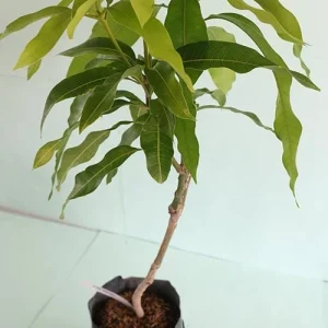 Grafted Alphonso Mango Seedling - Live Fruit Tree (2-3 ft) - Sweet & Juicy Fruit - Image 6