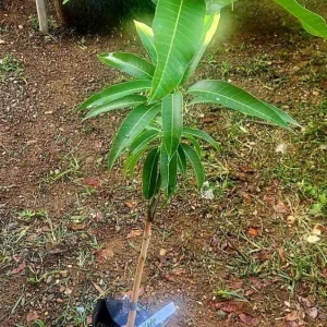 Grafted Alphonso Mango Tree - 2 ft Live Plant - Sweet Tropical Fruit - Image 3
