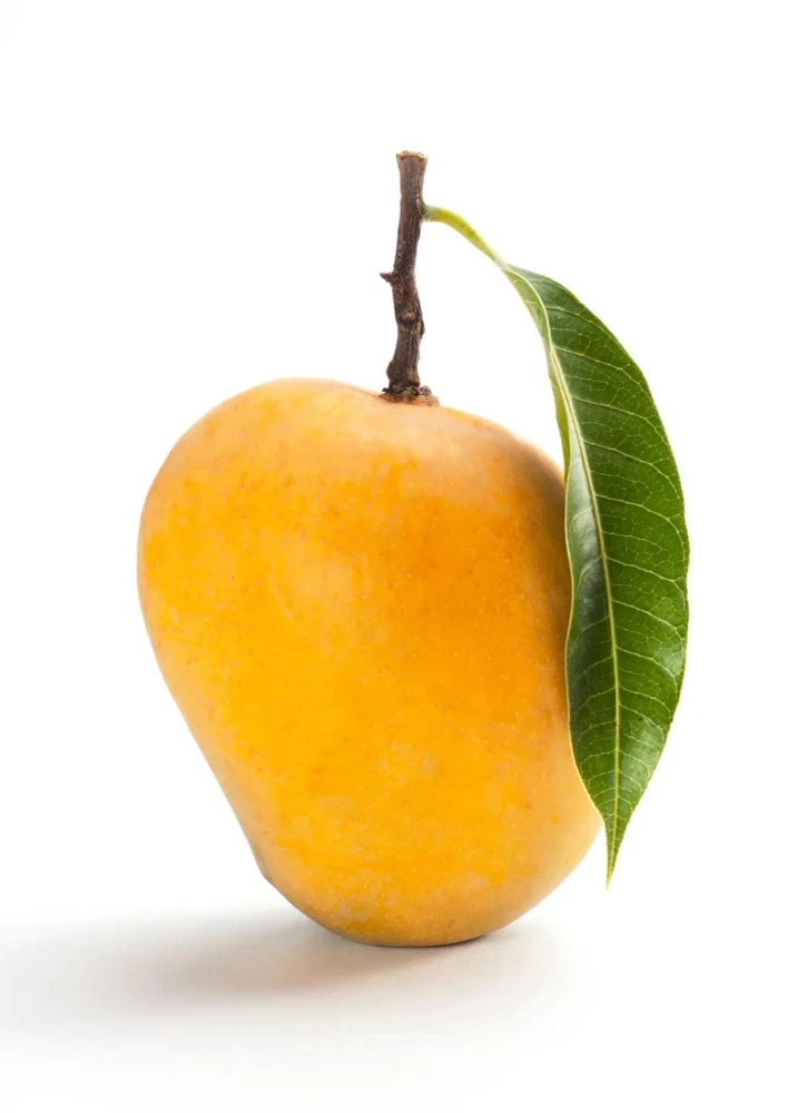 Grafted Alphonso Mango Tree - Live Fruit Plant - Tropical Edible Fruit Tree - Image 2