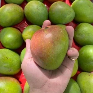 Grafted Alphonso Mango Tree - Live Fruit Plant - Tropical Edible Fruit Tree - Image 3