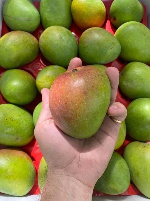 Grafted Alphonso Mango Tree - Live Fruit Plant - Tropical Edible Fruit Tree - Image 3