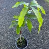 Grafted Alphonso Mango Tree - Live Fruit Plant - Tropical Edible Fruit Tree - Image 1