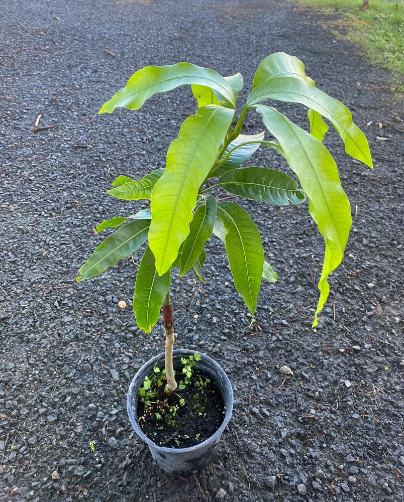 Grafted Alphonso Mango Tree - Live Fruit Plant - Tropical Edible Fruit Tree - Image 1
