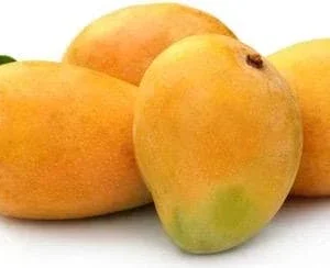 Grafted Alphonso Mango Tree - Live Fruit Plant - Tropical Edible Fruit Tree - Image 4