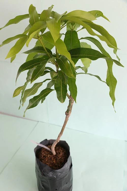 Grafted Alphonso Mango Tree - Live Fruit Plant - Tropical Edible Fruit Tree - Image 6