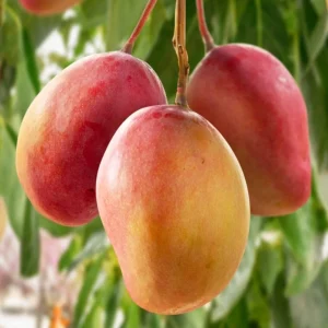 Grafted Ambika Mango Tree Live Plant – 2-3 ft Tropical Fruit Tree - Image 2