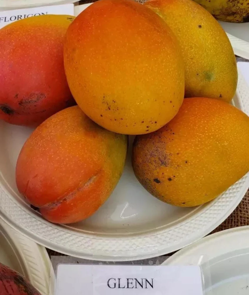 Grafted Ambika Mango Tree Live Plant - Sweet & Juicy Fruit - Image 4