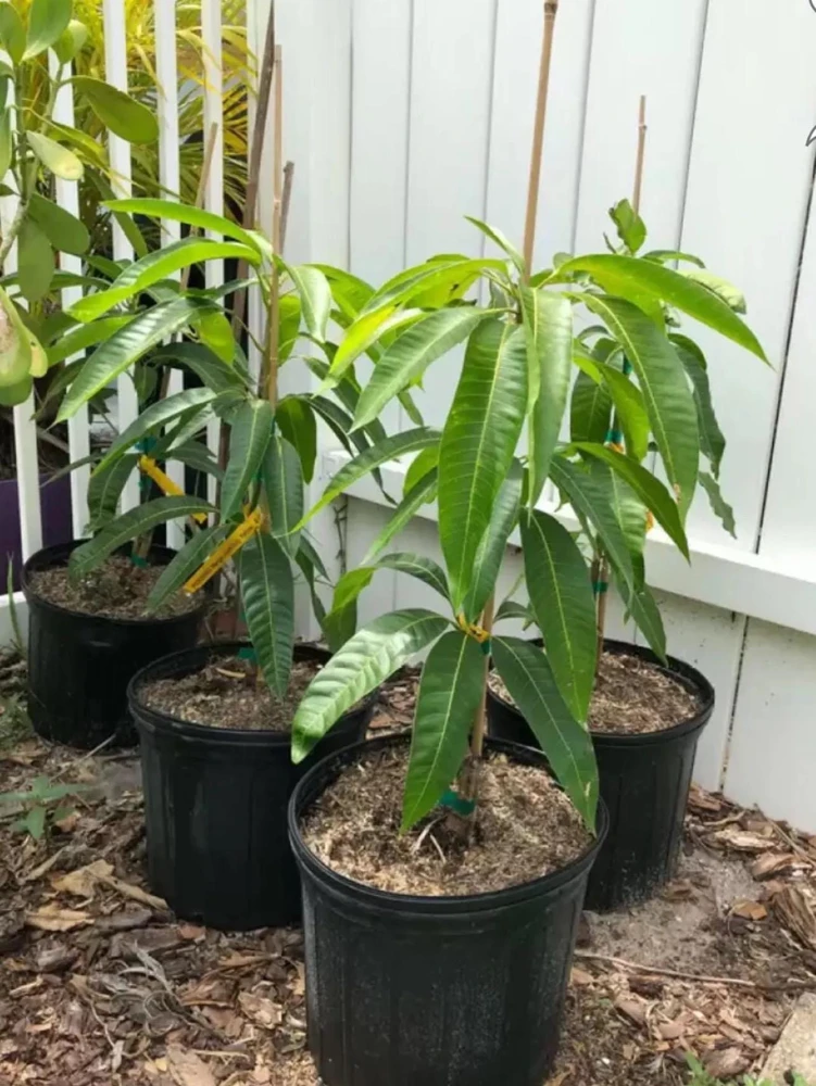 Grafted Ambika Mango Tree Live Plant - Sweet & Juicy Fruit - Image 5