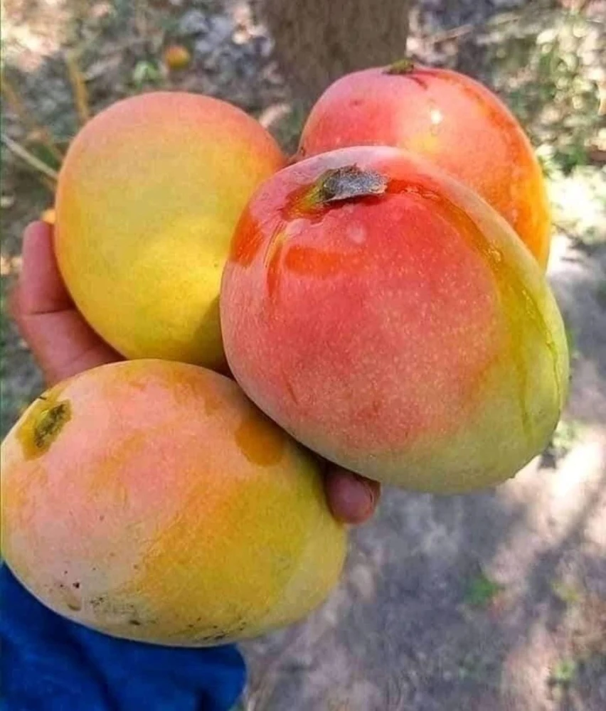 Grafted Ambika Mango Tree Live Plant - Sweet & Juicy Fruit - Image 6