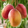 Grafted Ambika Mango Tree Live Plant - Sweet & Juicy Fruit - Image 1