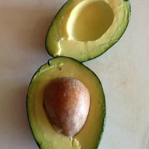 Grafted Bacon Avocado Live Fruit Tree 1-2ft Tall - Fast Growing Persea Americana - Image 3