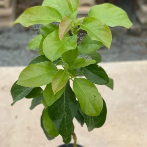 Grafted Bacon Avocado Live Fruit Tree 1-2ft Tall - Fast Growing Persea Americana - Image 1