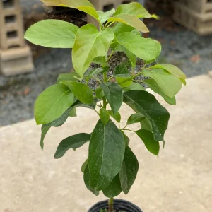 Grafted Bacon Avocado Live Fruit Tree 1-2ft Tall - Fast Growing Persea Americana - Image 6