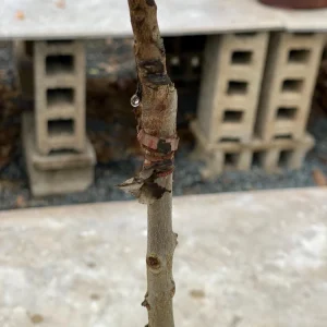 Grafted Canistel Live Fruit Tree - Pouteria campechiana - Tropical Plant 2-3 ft Tall - Image 2