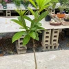 Grafted Canistel Live Fruit Tree - Pouteria campechiana - Tropical Plant 2-3 ft Tall - Image 1