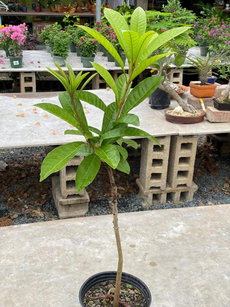 Grafted Canistel Live Fruit Tree - Pouteria campechiana - Tropical Plant 2-3 ft Tall - Image 1