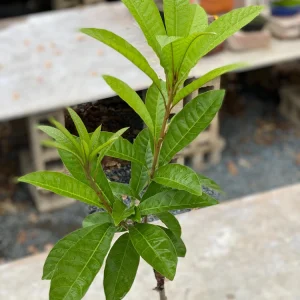Grafted Canistel Live Fruit Tree - Pouteria campechiana - Tropical Plant 2-3 ft Tall - Image 5