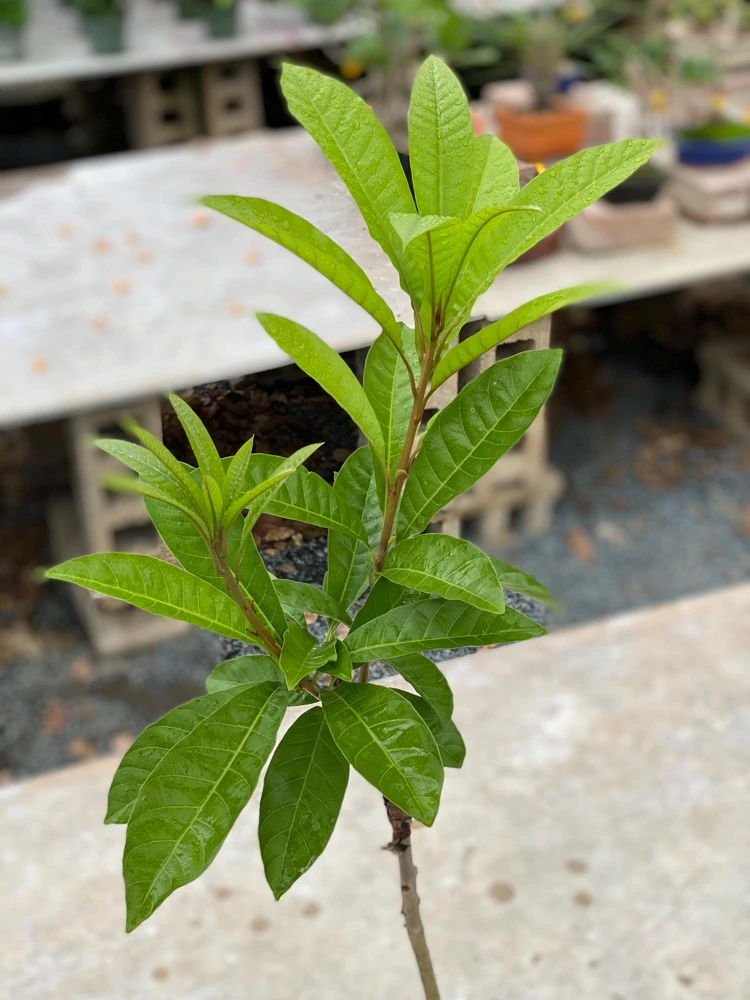 Grafted Canistel Live Fruit Tree - Pouteria campechiana - Tropical Plant 2-3 ft Tall - Image 5