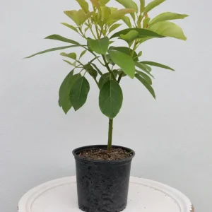 Grafted Criollo Avocado Tree Live Plant (1-2ft) - Persea Americana Fruit - Image 4