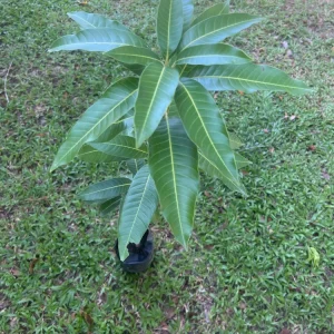 Grafted Edward Mango Tree Live Plant - Early Fruiting, Sweet (3-4ft) - Image 5