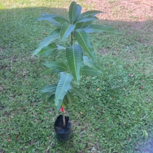 Grafted Edward Mango Tree Live Plant - Early Fruiting, Sweet (3-4ft) - Image 1