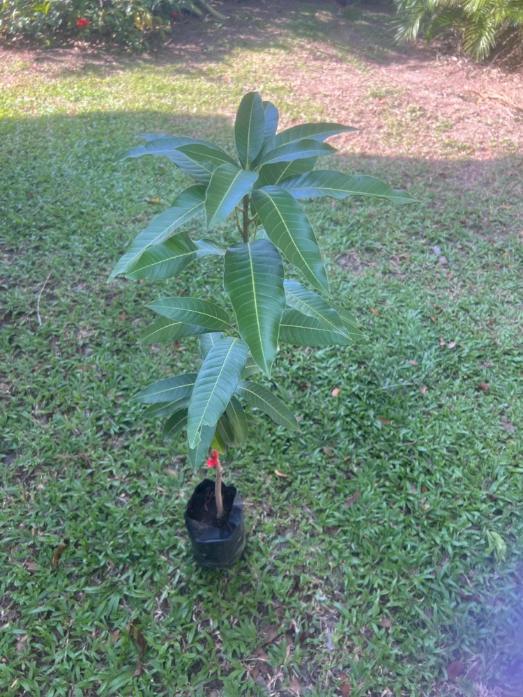 Grafted Edward Mango Tree Live Plant - Early Fruiting, Sweet (3-4ft) - Image 1