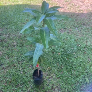 Grafted Edward Mango Tree Live Plant - Sweet Tropical Fruit (2ft Tall) - Image 2